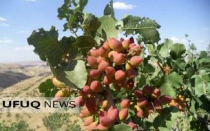 افزایش ۱۵ درصدی حاصلات پسته در هرات