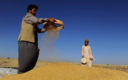 افزایش ۴۲ درصدی تولید گندم در کشور