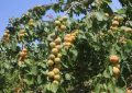 امسال حاصلات زردآلو در پروان به ۲۴ هزار تُن می‌رسد