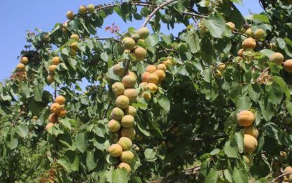 امسال حاصلات زردآلو در پروان به ۲۴ هزار تُن می‌رسد