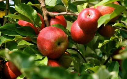 حاصلات سیب دایکندی به ۳۵ هزار تن رسید