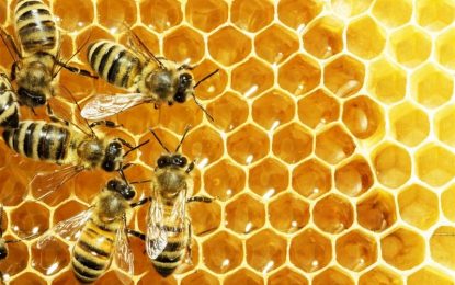 بدخشان سالانه ۲۱۰۰ کیلوگرام عسل تولید می کند