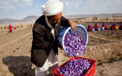 زعفران افغانستان در سراسر آمریکا توزیع می‌شود