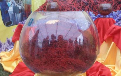 چهارمین جشنواره گل زعفران در هرات برگزار شد