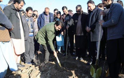 در جریان سال جاری ۲۷۰ هزار نهال در هرات غرس می‌شود