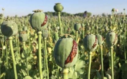 سیگار: برنامه‌های مشترک امریکا و افغانستان در امر مبارزه با مواد مخدر ناکام بوده است