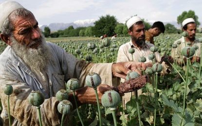 وزارت داخله: طالبان مردم را مجبور به کشت کوکنار می‌کنند