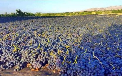 وزارت تجارت: توقع می‌رود صادرات انگور و کشمش افغانستان به ۱۰۰ میلیون دالر برسد